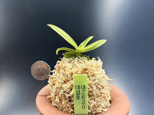 대엽호
