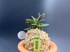 육종품