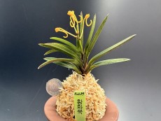 황화묵