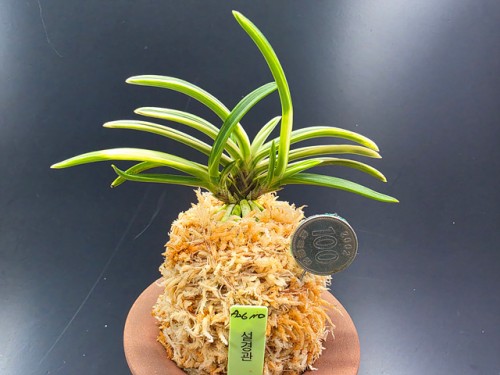 설경관