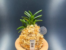 취선