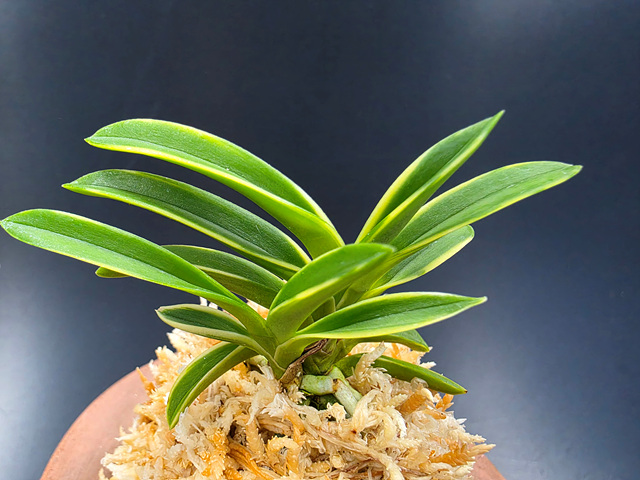 소풍