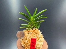 척령