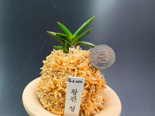 황관 청