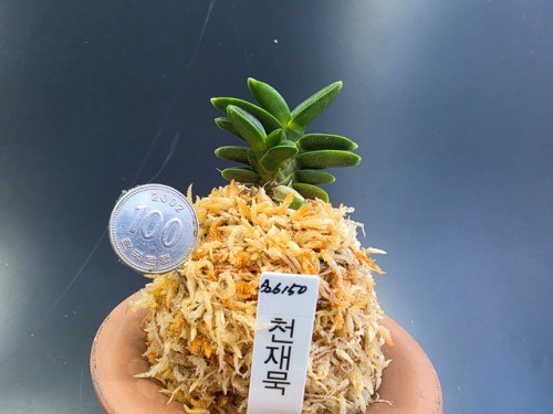 천재 묵