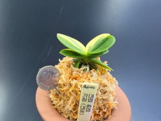 대엽환엽 가칭[대동]