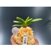 대장금(1세대)