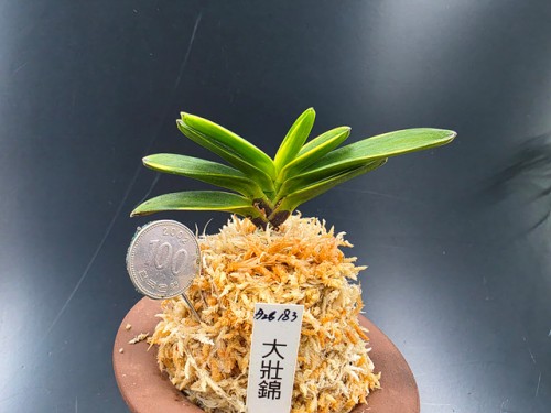 대장금(1세대)