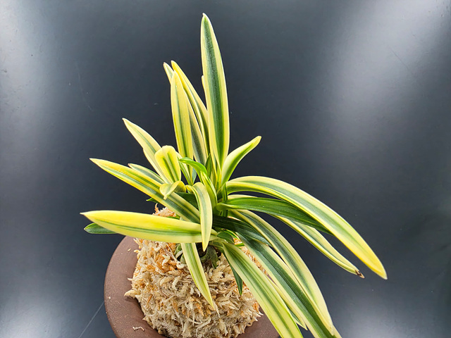 유리